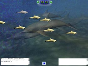 Screenshoot: Dolphins